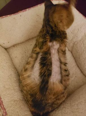 kitty shaved in injection areas